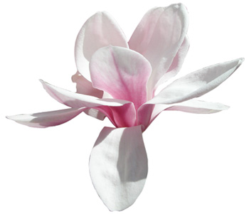 gallery/magnolie